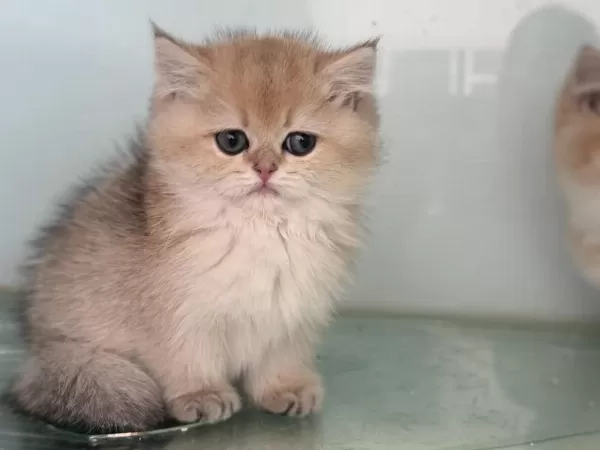 Show Kalite Golden British Shorthair Ve Longhair Yavrular