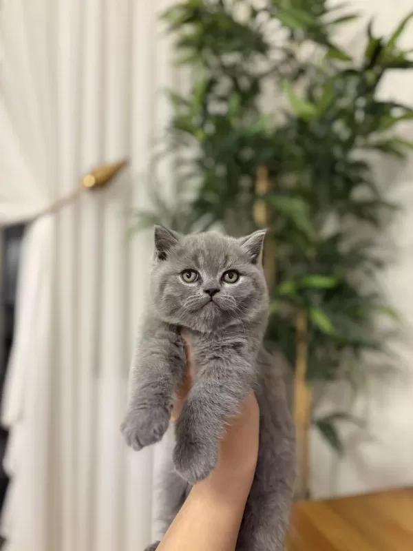 British Shorthair Yavrular