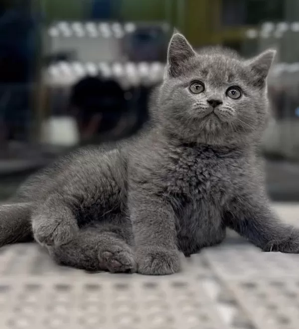 Bursanin En Seçkin British Shorthair Yavrulari