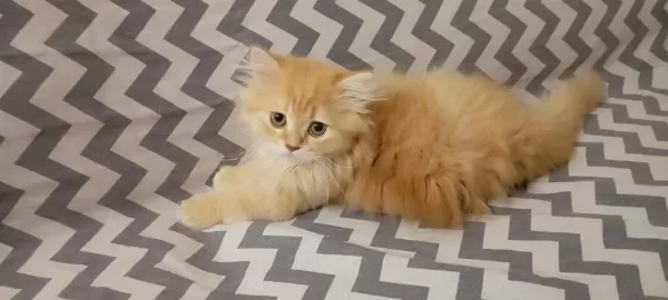 Longhair Yavru Kedimiz