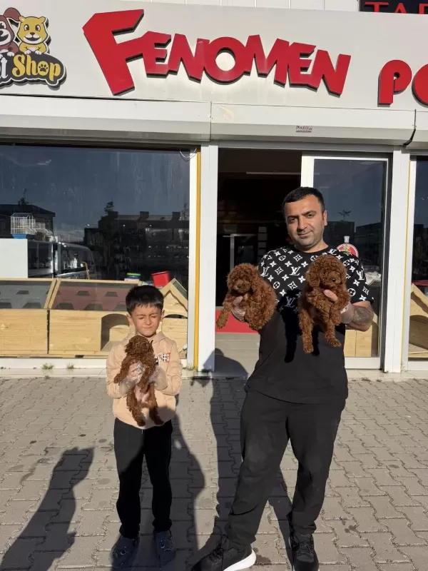 Shoooowwww Kalite Toy Poodle Yavrular Ankara Mağazamızda