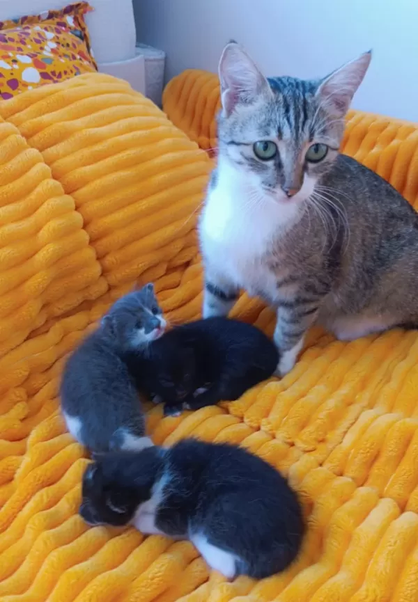 3 Haftalık 3 Yavru Kedimiz