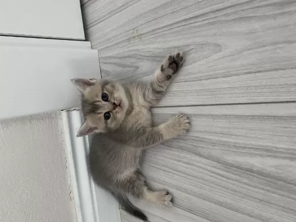 Scottish Fold Ve Scottish Straight Kediler İçin Ulaşın