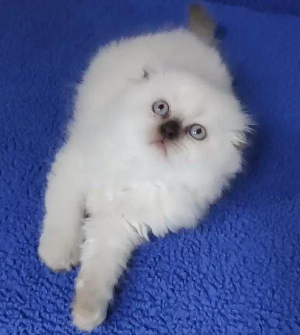 Teslime Hazir Mükemmel Bir Scottish Fold