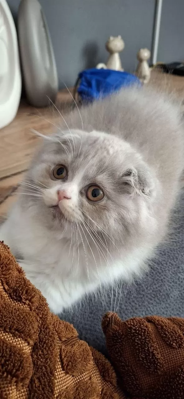 Lilak Scottish Fold Bicolor Dişi