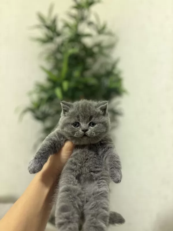 British Shorthair Gri Yavrular