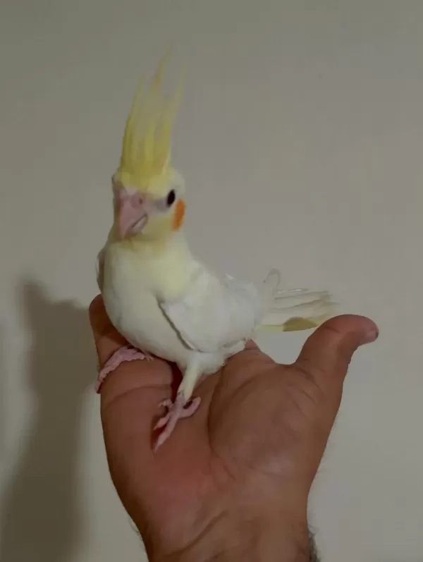 Sağlıklı 3 Aylık Sultan Papağanı Yavrular