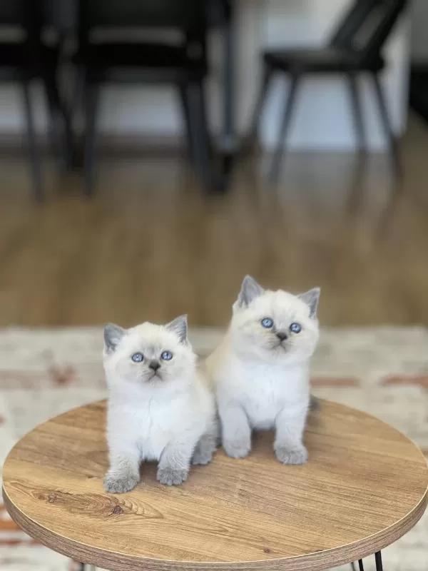 Sevecen Britiah Shorthair Blue Poimt Yavrum