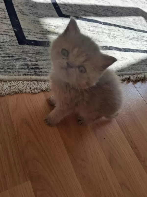 Blue Golden British Longhair Yavrular