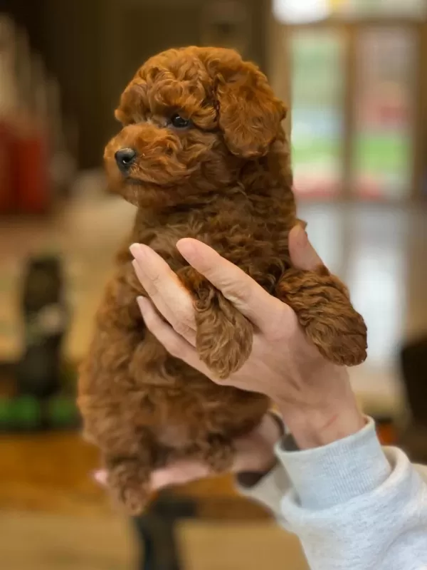 Poodle Çıftliğinden Red Brown Toy Poodle Bebeklerimiz
