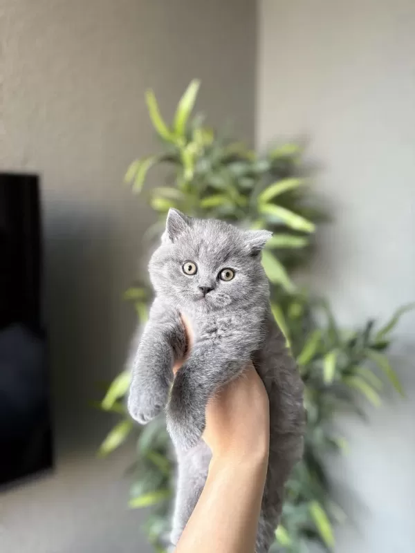 Safkan British Shorthair Yavrularim