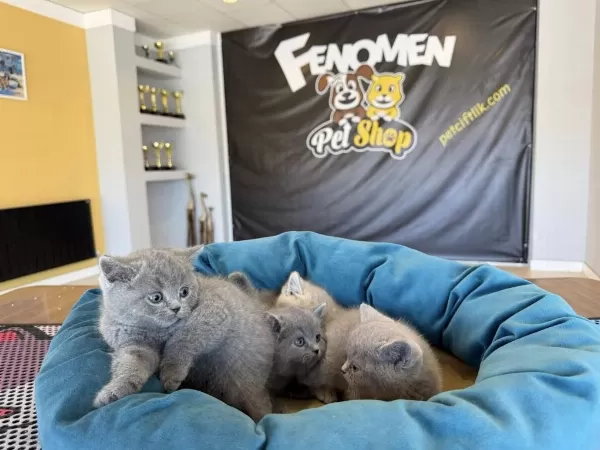 Kediciden Renk Renk British Shorthair Yavrulari Ankara