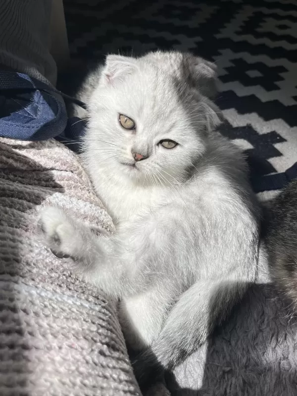 Yavru Scottish Fold Kedisi