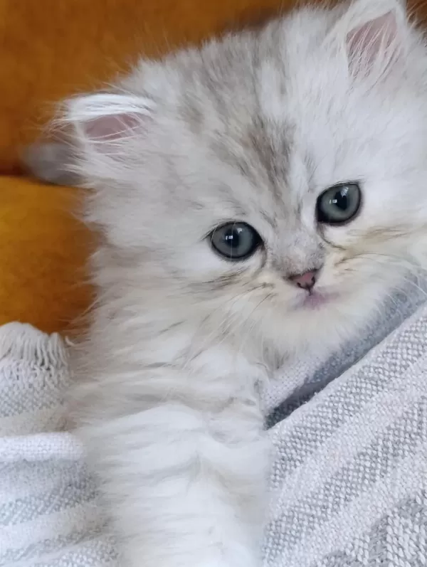 Dişi British Longhair Silver Point Yavru