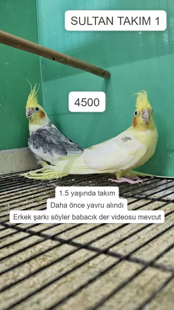 Üretime Uygun Takim Sultan Papağanlari