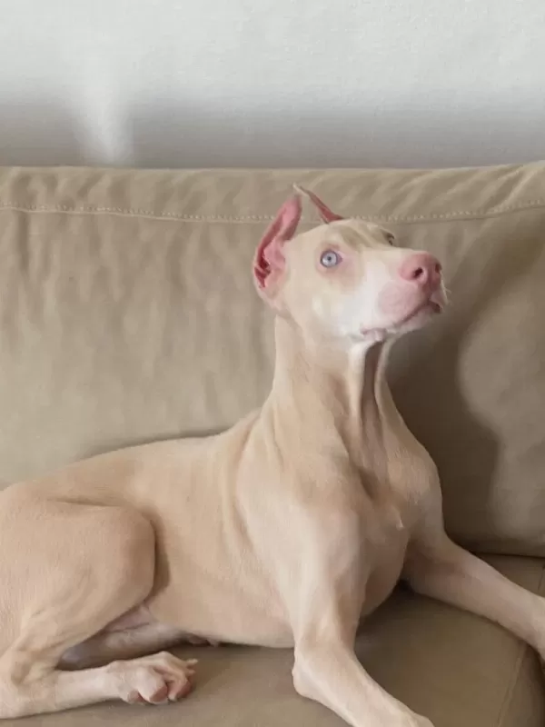 Albino Doberman Estetikli Aşilari Yapili