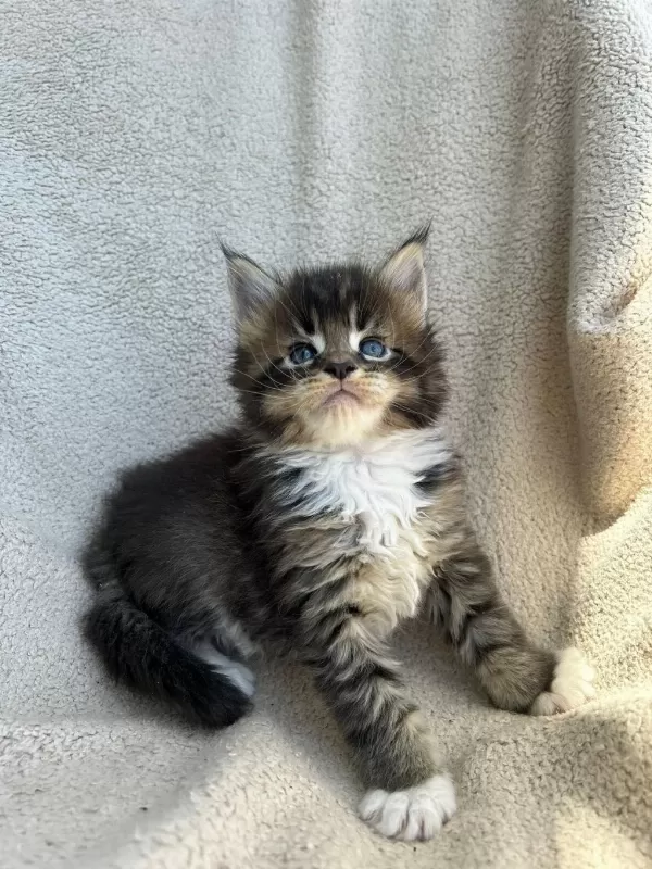 Minik Dev Maine Coon Heyrion