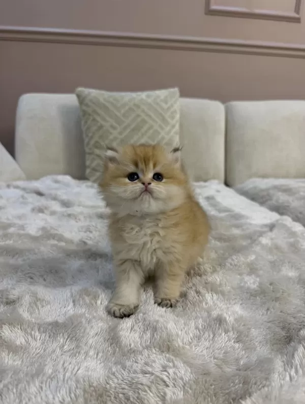 Ny11 Yavru British Longhair