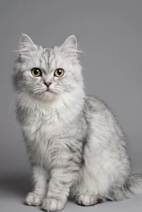 British Longhair Kedisi
