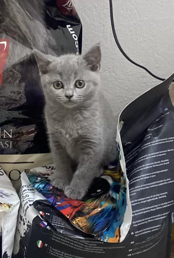 İrk Ve Sağlık Garantili British Shorthair