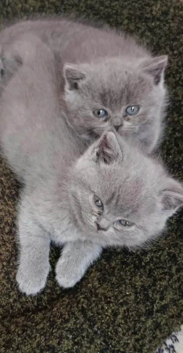 Scottish Fold Ve British Shorthair Blue Yavrular