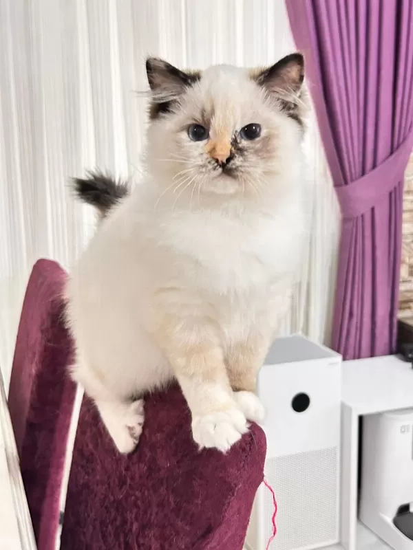 Şampiyon Şecereli Soyu Safkan Ragdoll Yavruları