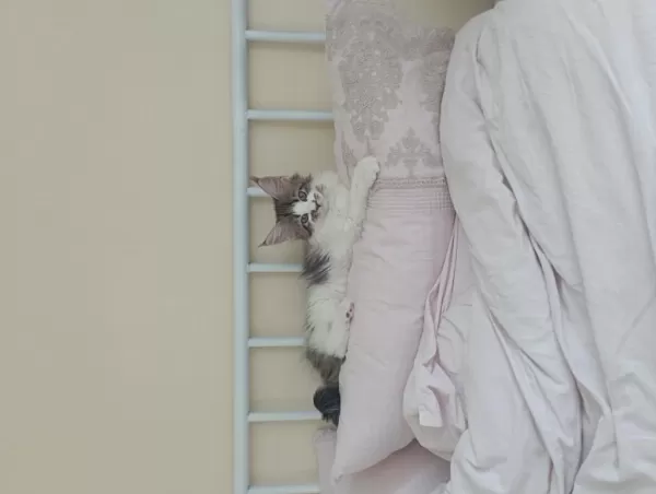 Nazik Maine Coon Devler Yuvasını Arıyor