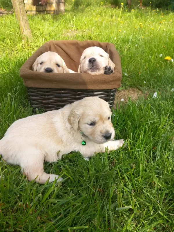 Golden Retriever Yavrular Canlı Görerek Alabilirsiniz