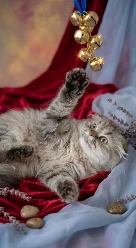 Scottish Fold Golden Dişi