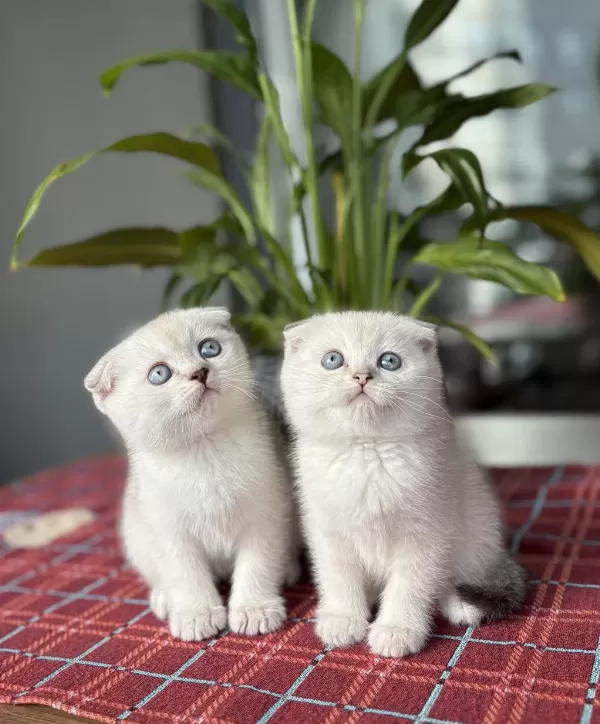 Scottish Fold Silver Yavrularim