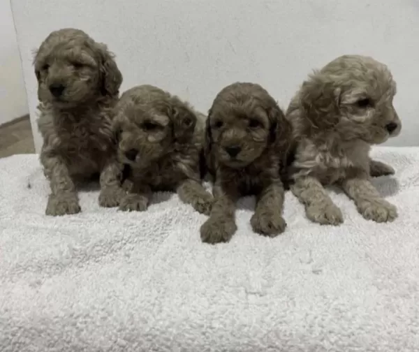 Harika Toy Poodle Köpekler