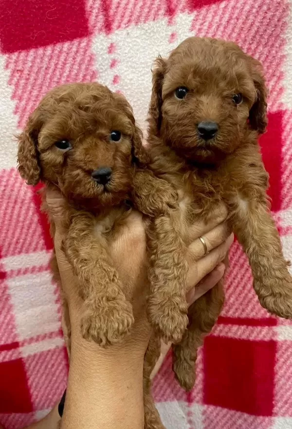 Toypoodle Yavrularımız