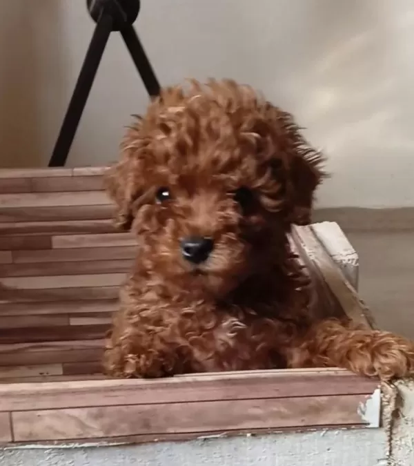 Anne Altından Uygun Orjinal Poodle Bebekler