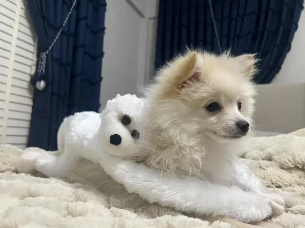 Eğitimli Pomeranian 8 Aylık Erkek
