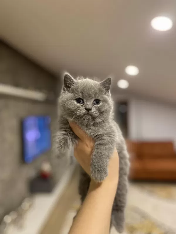 British Shorthair Blue Yavrularim