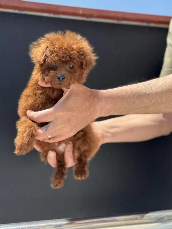 Petmode Köpek Çiftliğinde Ziyarete Açık Toy Poodle