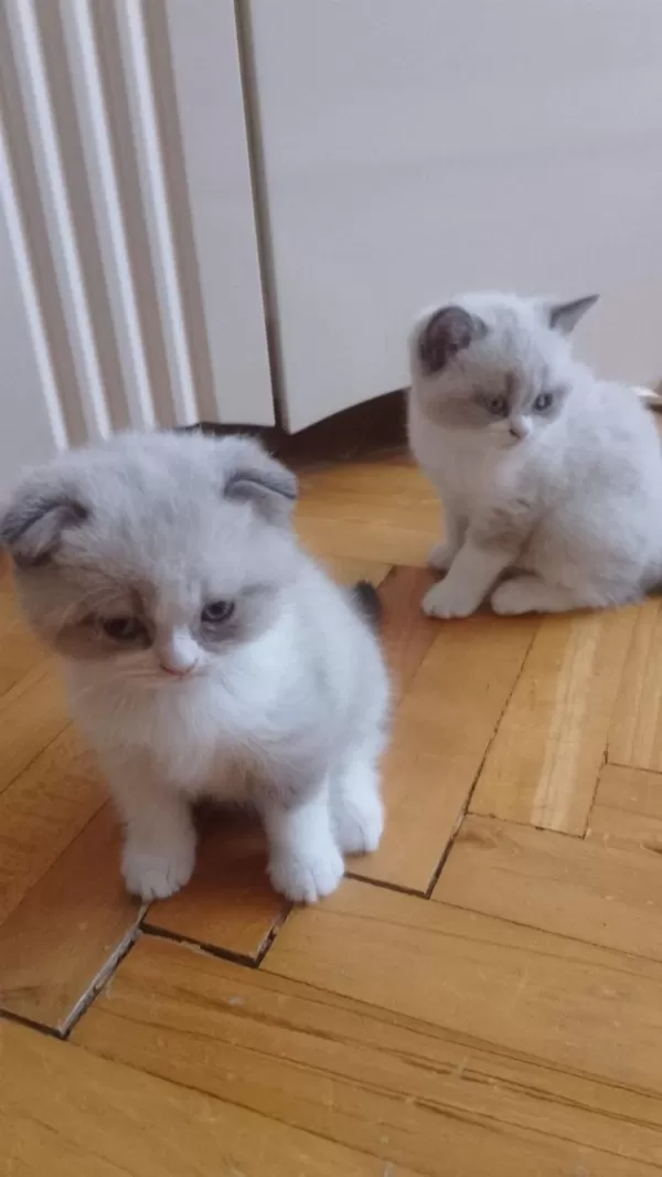 Sağlıklı Dişi Bebek Kediler