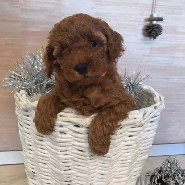 Efsane Toy Poodle Yavrulari
