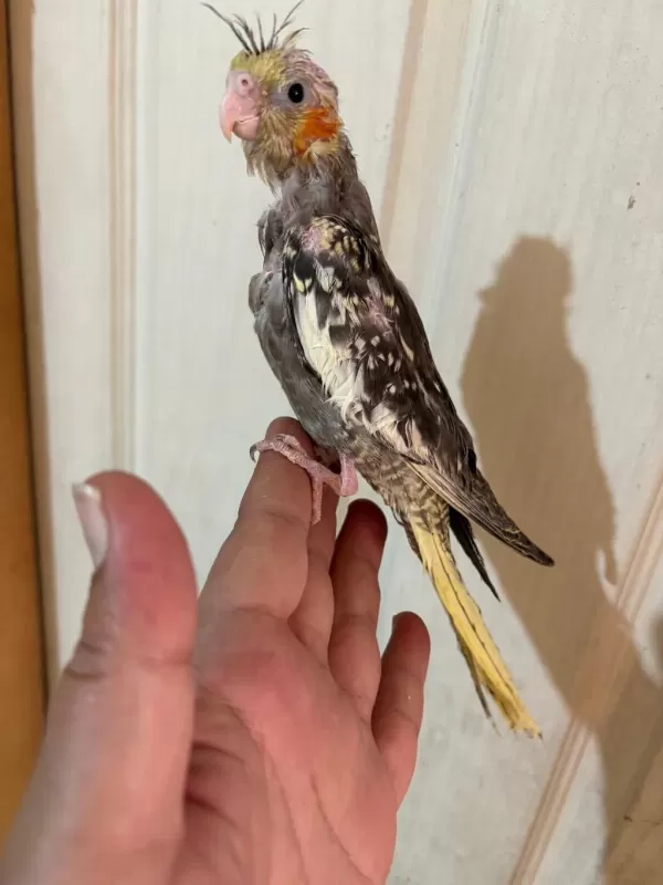 40 Günlük El Besleme Bebek Sultan Papağani