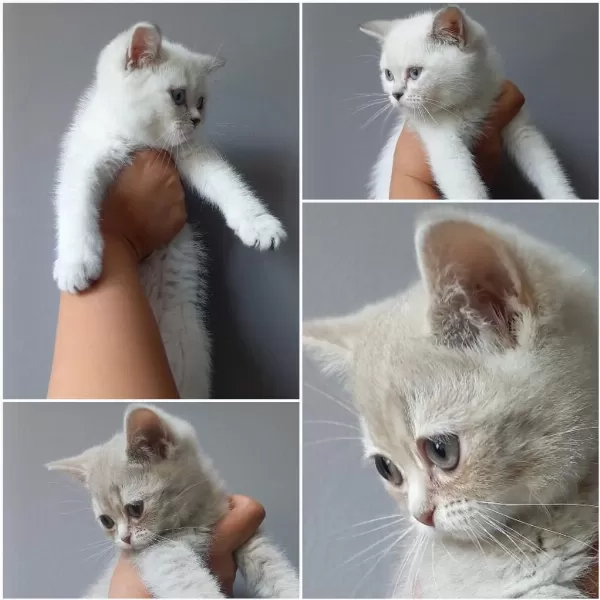 British Shorthair Bebekler