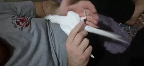 Yavru Sultan Papağanlar Kırmızı Göz