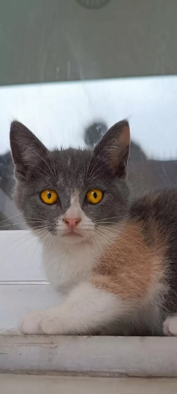 British Shothair Tabby