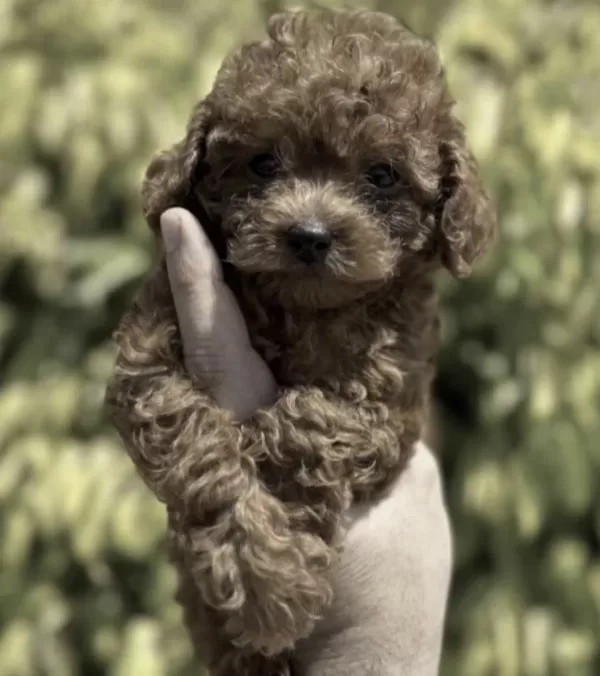 Toy Poodle Köpeğimiz
