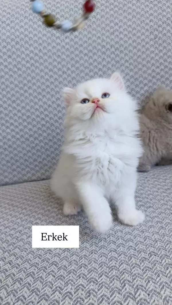 Sadece Aileye British Longhair