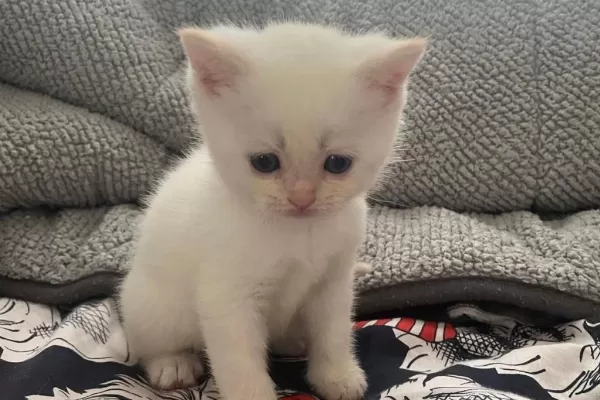 Mavi Gözlü British Shorthair Dişi Yavru Yuva Arıyor