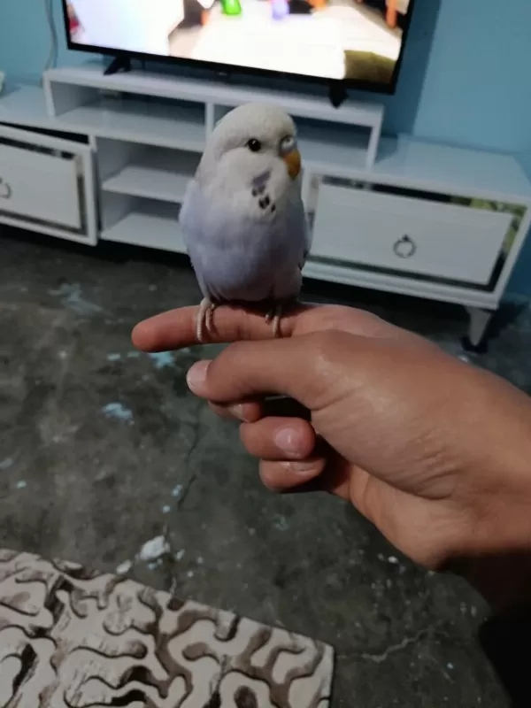Harika Yavru Muhabbet Kuşu