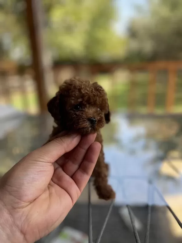 Red Poodle Yavrularımız