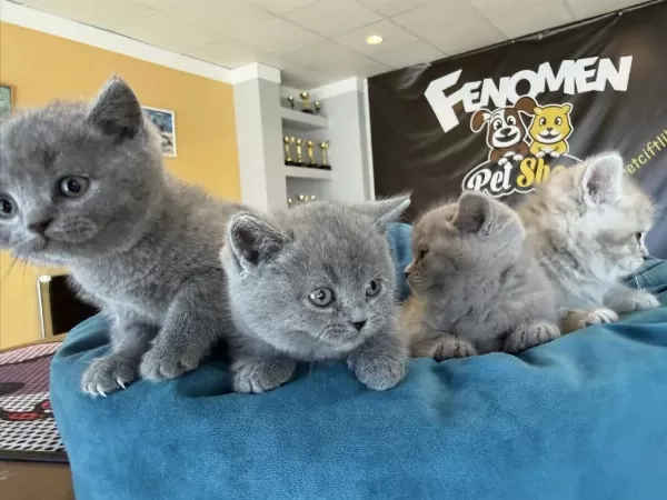 Top Kafa Scottish Fold Yavrular Mağazamizda Görün