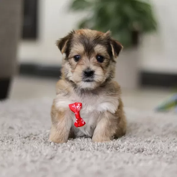 Morkie Adrese Teslim, Kapıda Ödeme Yapabilirsiniz