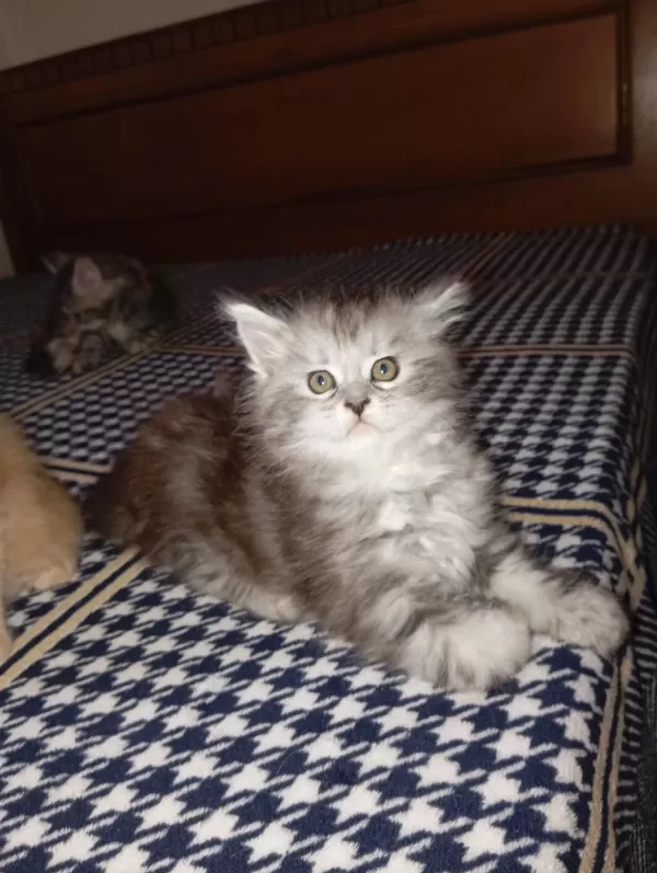 Rus Kanı Maine Coon Yavrular